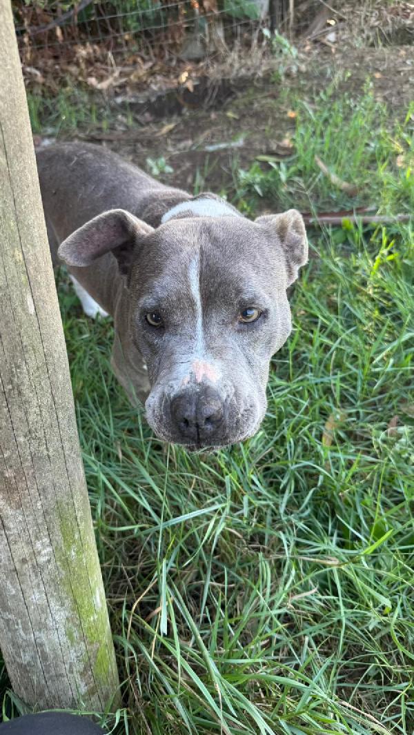 Yuma, Amstaff Blu 11 Anni – Taglia Media, Dolcissima Nonnina